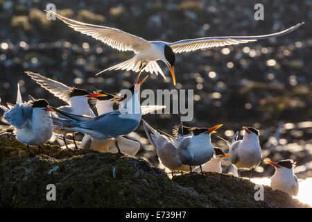 Breeding elegant terns (Thalasseus elegans) return to colony on Isla Rasa, Baja California Norte, Mexico, North America Stock Photo