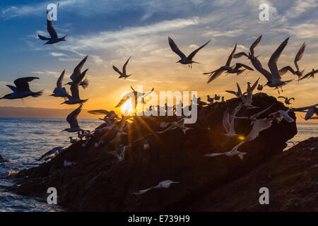 Breeding elegant terns (Thalasseus elegans) return to colony on Isla Rasita at sunset, Baja California Norte, Mexico Stock Photo