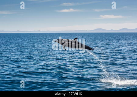 Adult bottlenose dolphin (Tursiops truncatus) leaping in the waters near Isla Danzante, Baja California Sur, Mexico Stock Photo