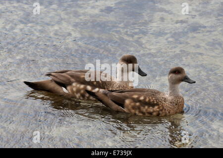 Pair of Patagonian crested ducks (Lophonetta specularioides) in courtship behaviour, the Neck, Saunders Island, Falkland Islands Stock Photo