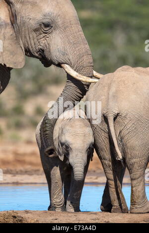 African elephant mother and baby at Hapoor waterhole, Addo Elephant National Park, Eastern Cape, South Africa