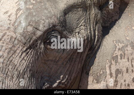 African elephant head and skin detail (Loxodonta africana), Addo Elephant National Park, South Africa, Africa Stock Photo