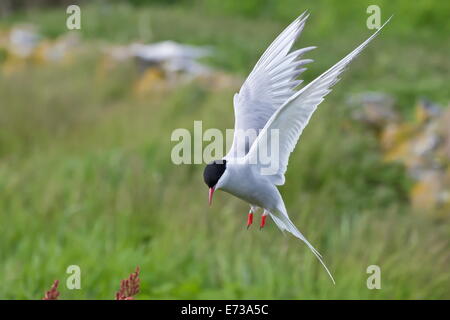 Arctic tern (Sterna paradisaea) in flight, Inner Farne, Farne Islands, Northumberland, England, United Kingdom, Europe Stock Photo