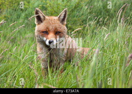Red fox (Vulpes vulpes) captive, United Kingdom, Europe Stock Photo