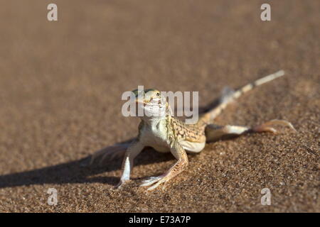 Shovel-snouted lizard (Meroles anchietae), Namib Desert, Namibia, Africa Stock Photo