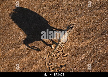 Namaqua chameleon (Chamaeleo namaquensis), Namib Desert, Namibia, Africa Stock Photo