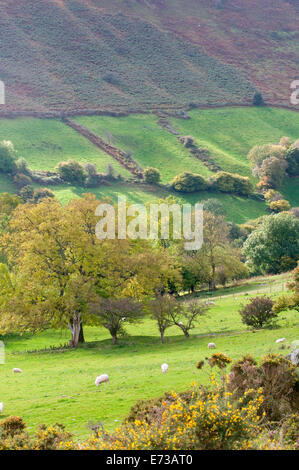 Sunlit rolling Welsh hills & woodland agricultural rural idle UK Stock Photo