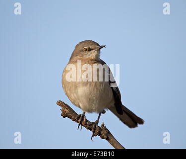 Northern Mockingbird (Mimus polyglottos), Overton Wildlife Management Area, Overton, Nevada, United States of America Stock Photo