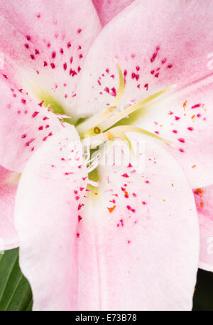 Macro shot of pink lily flower Stock Photo