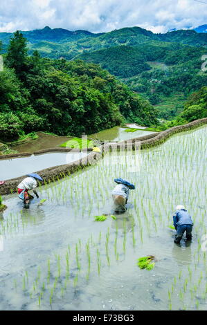 People harvesting in the rice terraces of Banaue, UNESCO World Heritage Site, Northern Luzon, Philippines, Southeast Asia, Asia Stock Photo