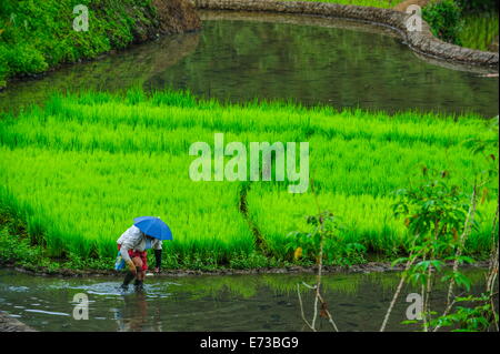 Woman working on the rice terraces of Banaue, UNESCO World Heritage Site, Northern Luzon, Philippines, Southeast Asia, Asia Stock Photo