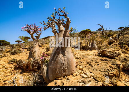 Bottle trees in bloom (Adenium obesum), endemic tree of Socotra, Homil Protected Area, island of Socotra, UNESCO Site, Yemen Stock Photo