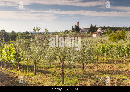 Olive groves near to Tavarnelle, Tuscany, Italy, Europe Stock Photo