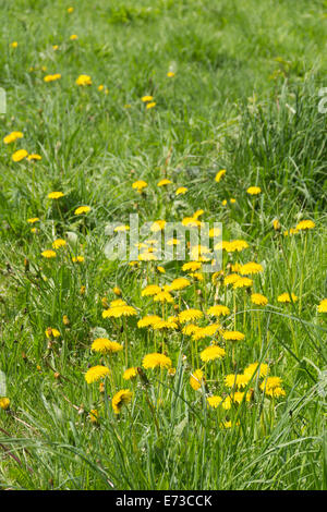 A section of a field of dandelions (Taraxacum officinale) growing among lush green grass in England. Stock Photo