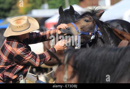 Havelberg, Germany. 05th Sep, 2014. A man checks a horse's teeth at the horse market in Havelberg, Germany, 05 September 2014. More than 500 horses are put up for sale at the traditional horse market which takes place every first September weekend of the year since the year 1750. More than 200,000 visitors are expected until sunday. Photo: Jens Wolf/dpa/Alamy Live News Stock Photo