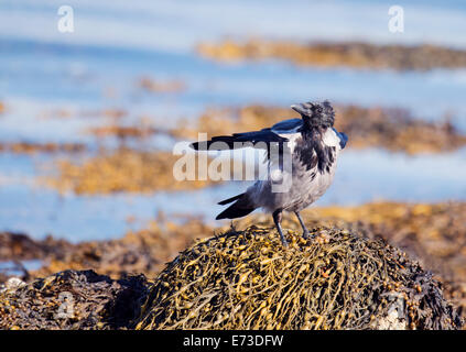 Hooded crow, Corvus cornix perched on rock alongside sea loch on the Isle of Mull, Scotland Stock Photo