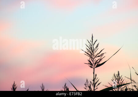 Reed flower at twilight with soft colored sky Stock Photo