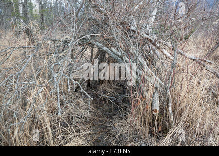 Makeshift shelter made with tree branches, Mirror Lake State Wayside Park, Chugiak, Alaska. Stock Photo