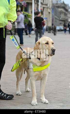 Guide Dog dogs assistance dog blind visually impaired vision seeing eye dog hi vis jacket golden labrador trained guide dog trai Stock Photo