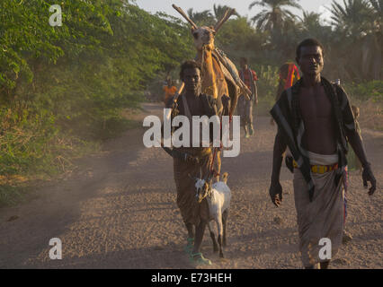 Afar Tribe Men With Camels, Afambo, Ethiopia Stock Photo