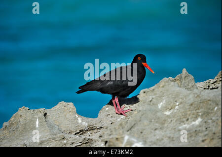 South Africa, De Hoop Nature Reserve, African Black Oyster-catcher, Haematopus moquini Stock Photo