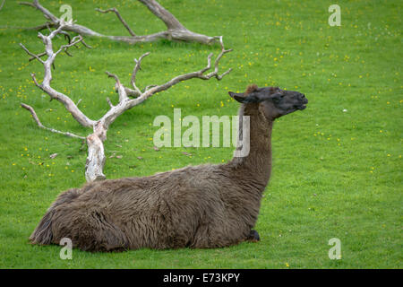 Hairy brown Alpaca resting in a green field Stock Photo