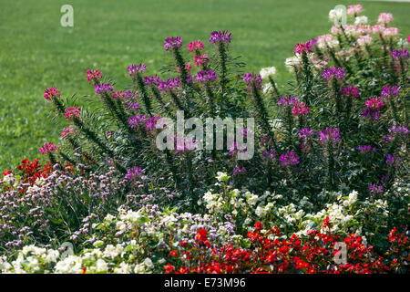 Cleome hassleriana Spider flower bed Cleome border mixed colorful flowers in ending summer garden Stock Photo