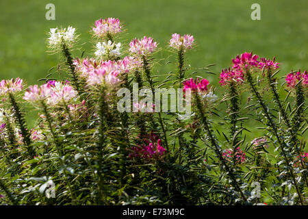 Spider flower, Cleome flowers in flowerbed Stock Photo