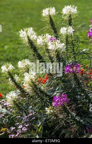 Spider flower, White Cleome hassleriana-spinosa in flower garden border, flowerbed annual plant flowers in late summer Stock Photo