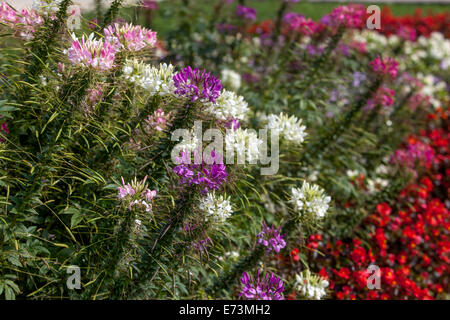 Cleome Spider flower colourful flower bed in a September garden border cleome flowers Stock Photo