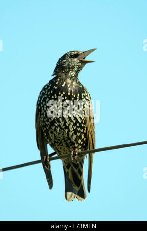 Common starling (Sturnus vulgaris), also known as the European starling or in the British Isles just the starling. Stock Photo