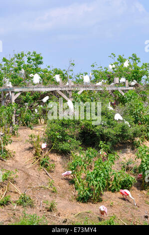 Nesting egrets at Smith Oaks Bird Sanctuary rookery on High Island, near Galveston, Texas, USA Stock Photo