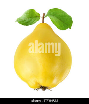 Quince fruit on white background Stock Photo