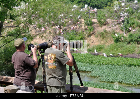 Wildlife photographers at Smith Oaks Bird Sanctuary rookery on High Island, near Galveston, Texas, USA Stock Photo