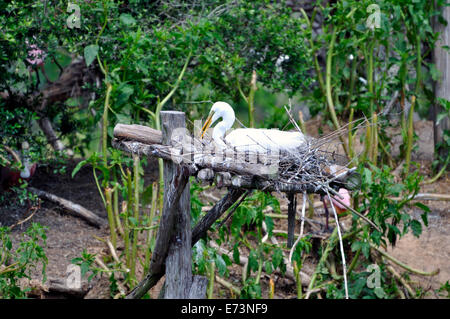 Nesting egret at Smith Oaks Bird Sanctuary rookery on High Island, near Galveston, Texas, USA Stock Photo