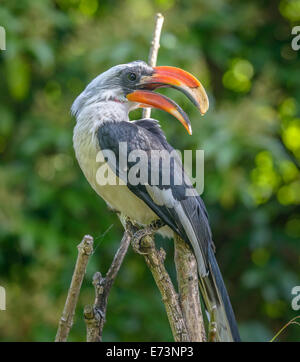 Toucan (Ramphastos toco) sitting on tree branch in tropical forest Stock Photo