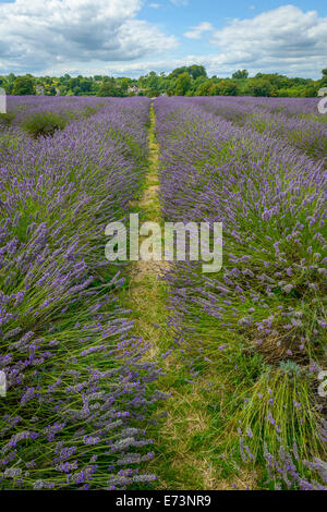 Beautiful Lavender field in a semi-cloudy day Stock Photo