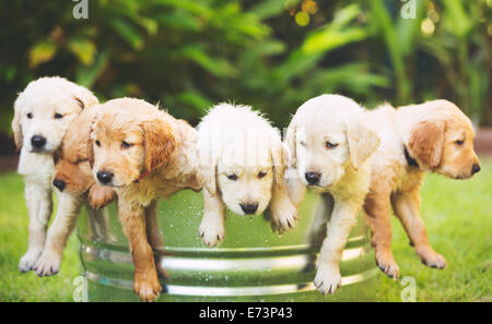Adorable Group of Golden Retriever Puppies in the Yard Stock Photo