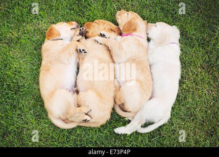 Adorable Group of Golden Retriever Puppies Sleeping in the Yard Stock Photo