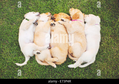 Adorable Group of Golden Retriever Puppies Sleeping in the Yard Stock Photo