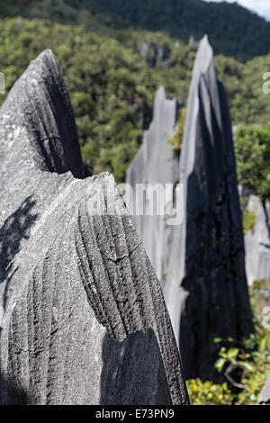 Sharp rock in close up of the Pinnacles, karst landscape, Gunung Mulu national park, Sarawak, Malaysia Stock Photo