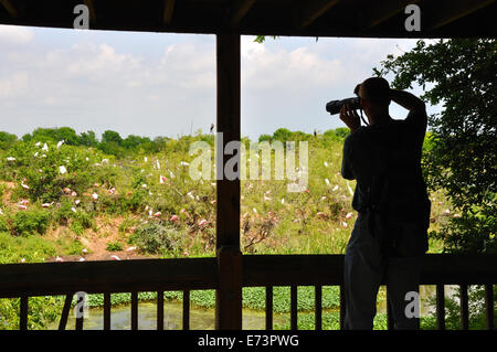 Wildlife photographer at Smith Oaks Bird Sanctuary rookery on High Island, near Galveston, Texas, USA Stock Photo