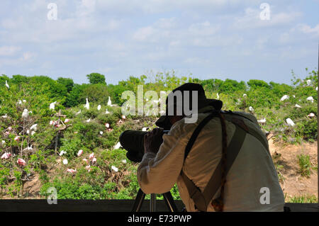 Wildlife photographer at Smith Oaks Bird Sanctuary rookery on High Island, near Galveston, Texas, USA Stock Photo