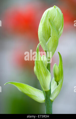 Summer hyacinth, Galtonia candicans, green upright stem with flowers emerging from green buds. Stock Photo