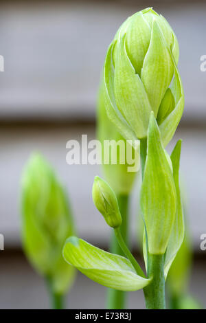 Summer hyacinth, Galtonia candicans, green upright stems with flowers emerging from green buds. Stock Photo