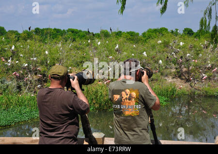 Wildlife photographers at Smith Oaks Bird Sanctuary rookery on High Island, near Galveston, Texas, USA Stock Photo