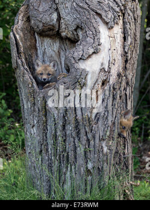 Pair of fox kits playing in a dead tree, near Sandstone, Minnesota, USA Stock Photo