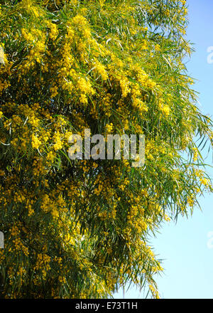 Beautiful Australian Wattle Acacia Tree in full winter bloom against a blue sky. Stock Photo