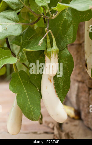 Gretel eggplant (Solanum melongena) Stock Photo