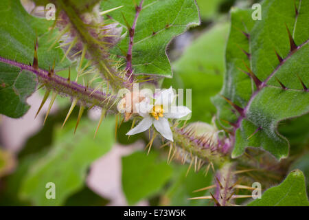 Naranjilla (little orange) plant (Solanum quitoense) Stock Photo